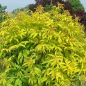 Sambucus racemosa 'Plumosa Aurea' (2)